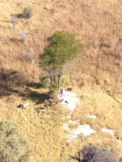 Tsessebes und ein Zebra unter dem Baum