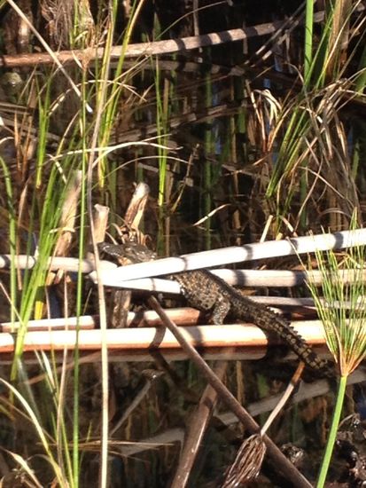 Baby Krokodil liegt auf Papyrus