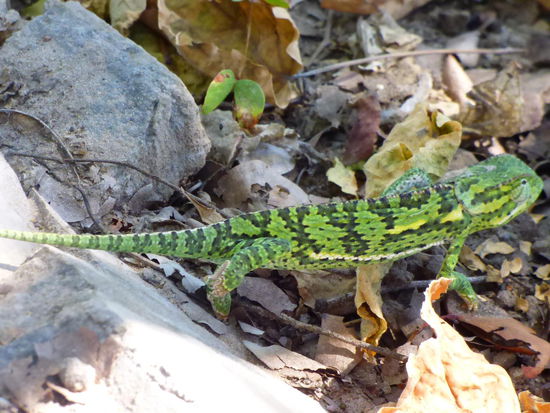 Chamäleon hat sich gerade grün gefärbt