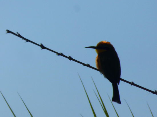 Auch die Vogelwelt im Delta ist überragend