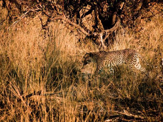 Ein wunderschöner Leopard schleicht durchs Gebüsch
