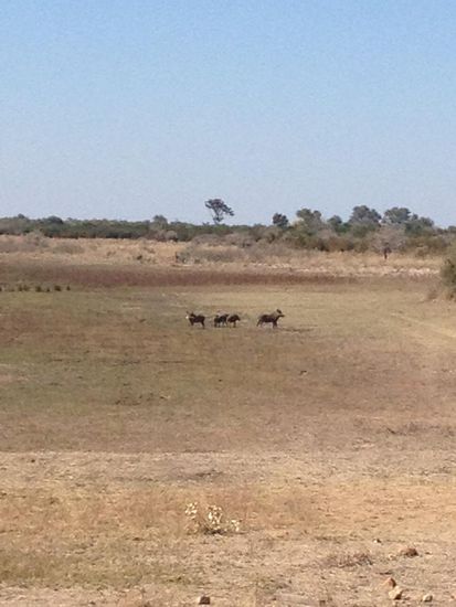 Warzenschweinfamilie