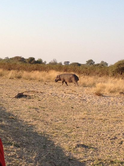 Hippo passiert die Straße