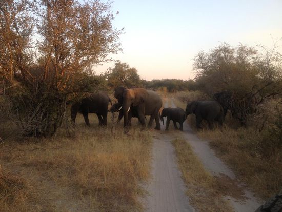 Aufgebrachte Elefanten