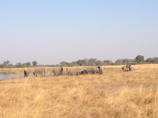 Elefanten desinfizieren sich gegen Mücken