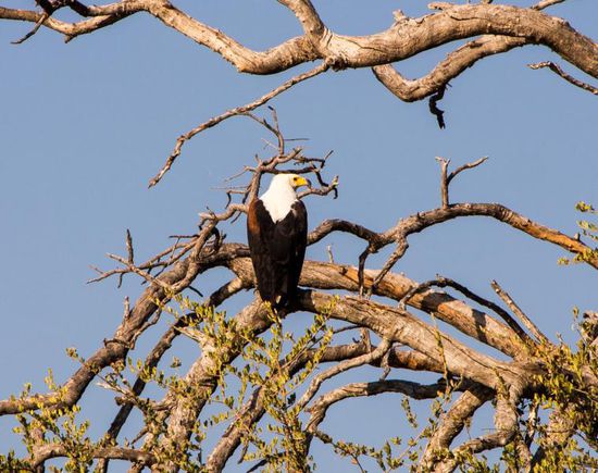 Schreiseeadler in perfekter Pose