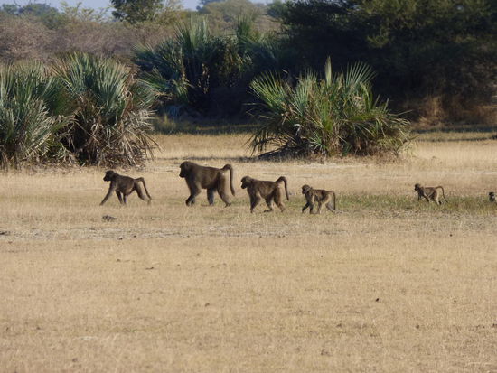 Paviane marschieren durch den Mahango