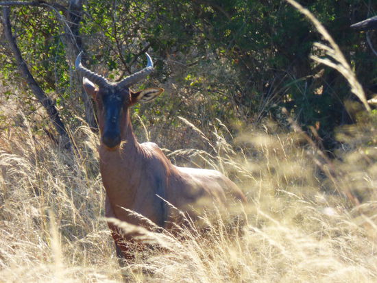 Eine Tsessebe Antilope im Schatten