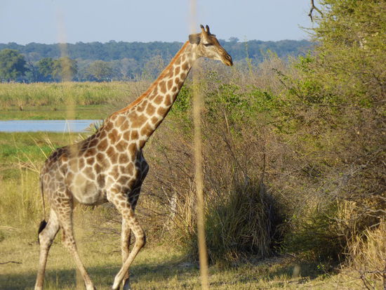 schöne Giraffe