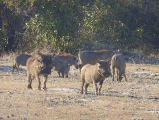Warzenschweinfamilie