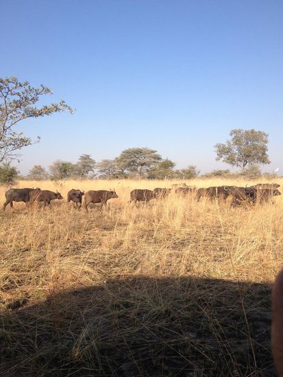 Eine große Büffelherde hautnah