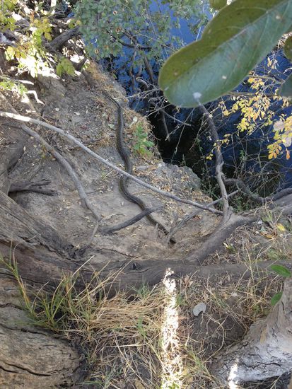 Felsenphyton schlängelt sich über den Stein