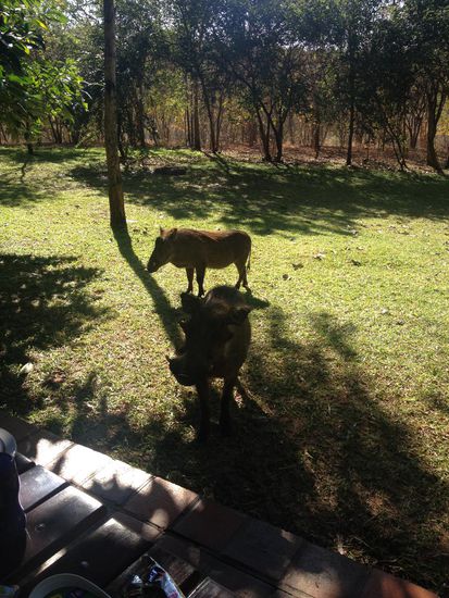 In Lokuthula standen Warzenschweine direkt vor unserer Terasse, ...