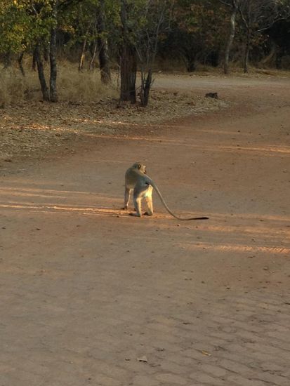 ...Meerkatzen liefen durch die Lodge, ...