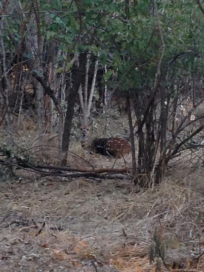 ...Buschböcke beobachteten uns zwischen Bäumen heraus...