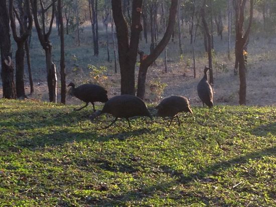 ...und Perlhühner pickten sich Insekten aus dem Boden.