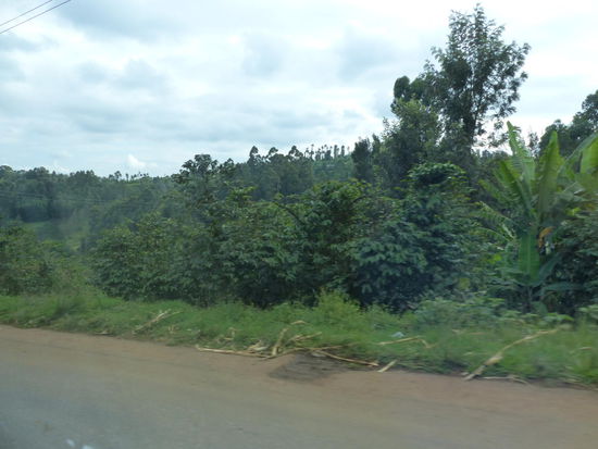 Sehr grüne Gegend um den Mount Kenya