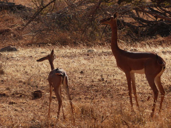 Gerenuks: die 1. der Special Five