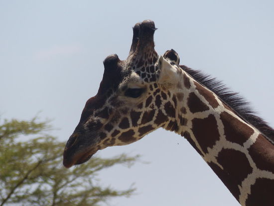 Netzgiraffe: die 2. der Special Five