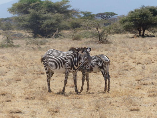Grevy Zebra: die 3. der Special Five