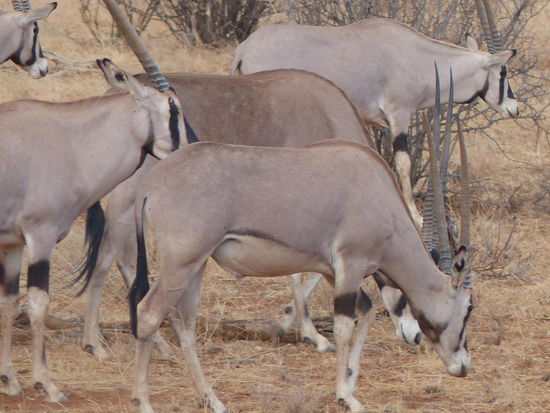 Oryx Antilopen: die 4. der Special Five