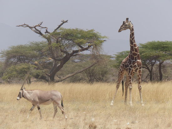 Netzgiraffe beobachtet Oryx