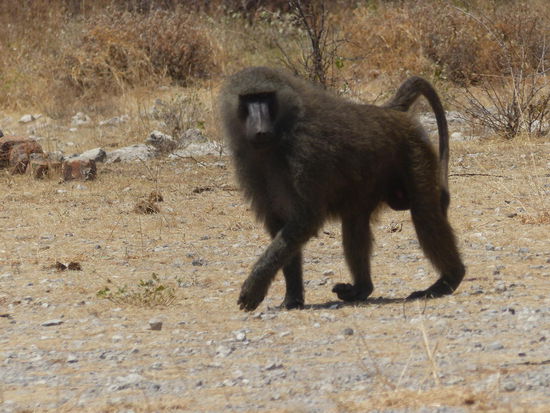 Starkes Pavian-Männchen