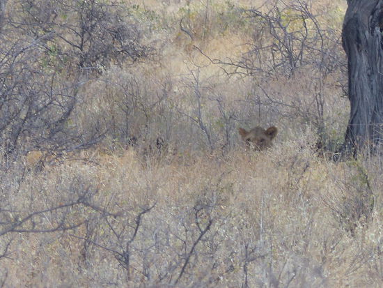 Ein Löwenkopf im Dickicht