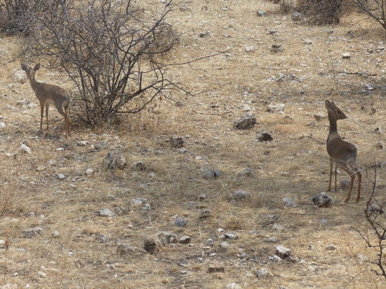 Die sehr häufigen Kirk Dik-Diks