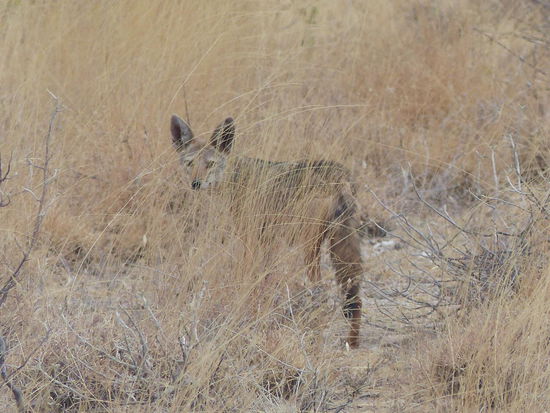 Der Schakal wuselt davon