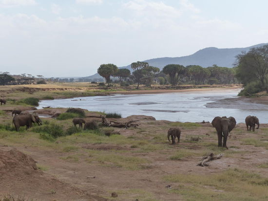 Die sanften Dickhäuter