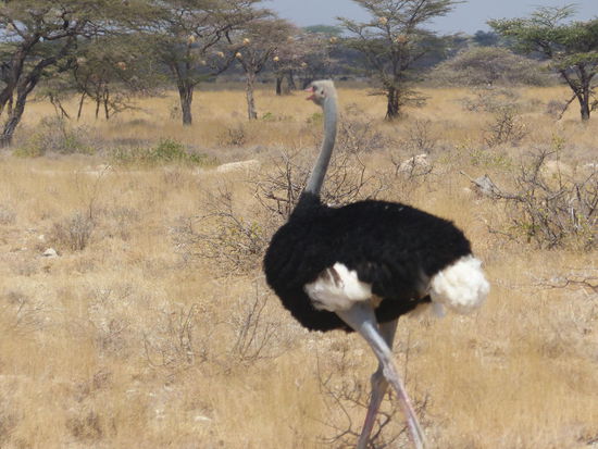Somali-Strauße: die 5. der Special Five