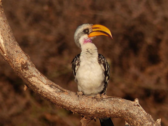 Gelbschnabel Toko in perfekter Pose