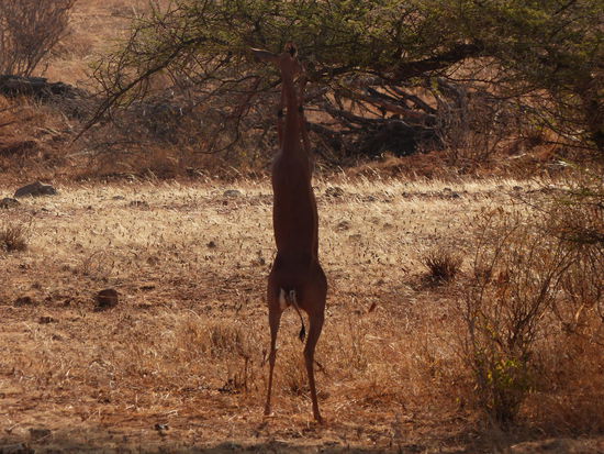 Die Giraffenhalsgazelle Gerenuk macht ihrem Namen alle Ehre