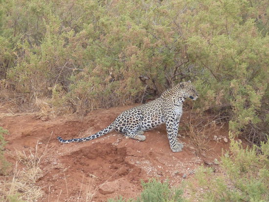 Ein wunderschönes Tier!