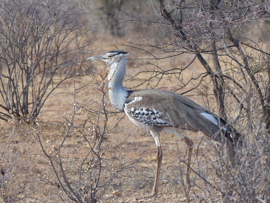 Manguste und Kori Bustard auf dem Weg zum Ausgang