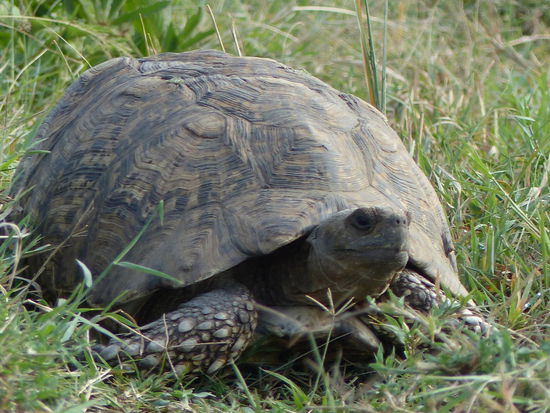 Die größte Landschildkröte Afrikas: die Leopardenschildkröte