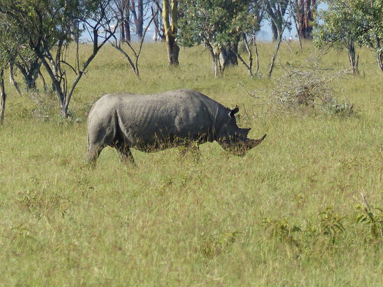 Big Five komplett!