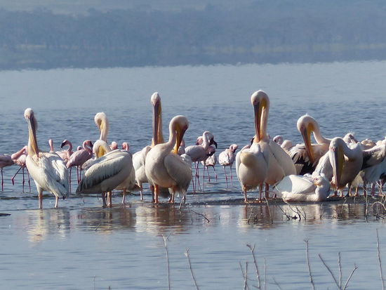 Auch Pelikane leben am Lake Nakuru