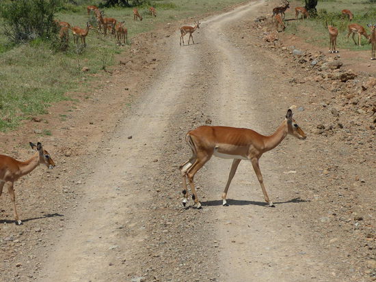 Strauß, Colobus und Impala