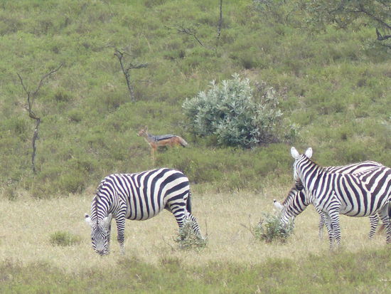 Schakal zwischen 2 Zebras
