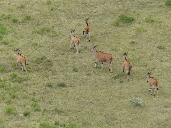 Die größten Antilopen der Welt: Elands