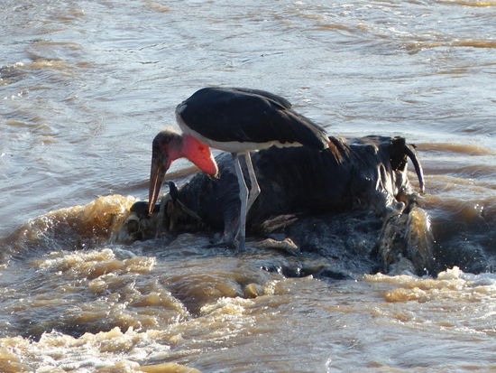 Marabu verarbeitet das, was von einem Gnu noch über geblieben ist