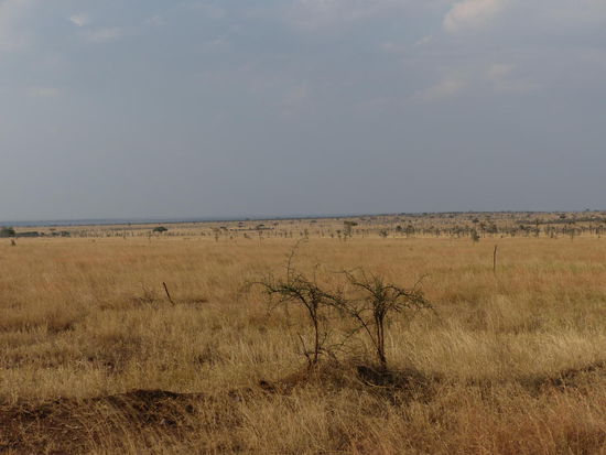 Die unendlichen Weiten der Serengeti