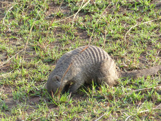 Zebramanguste buddelt nach Futter