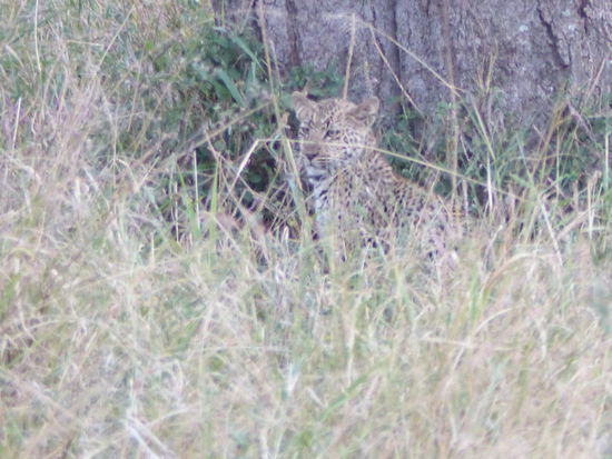 Da ist er: einer der 2 Kleinen Leos!