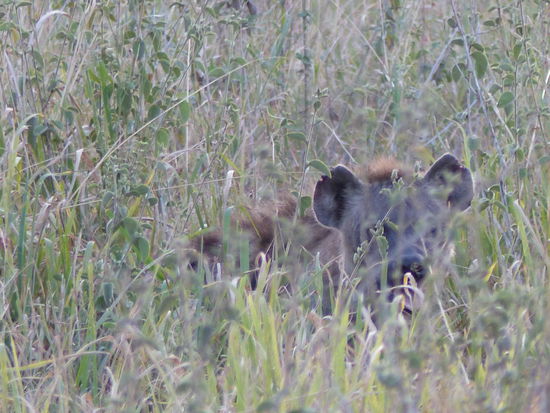 Die Hyäne legt sich tatsächlich im hohen Gras auf Lauer!