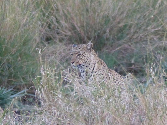 Mit reinem Blickkontakt hat der Leopard die Hyäne vertrieben 