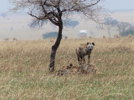 Hyäne ganz nah bei den liegenden cheetahs