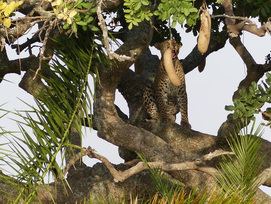 Biss in die Leberwurst